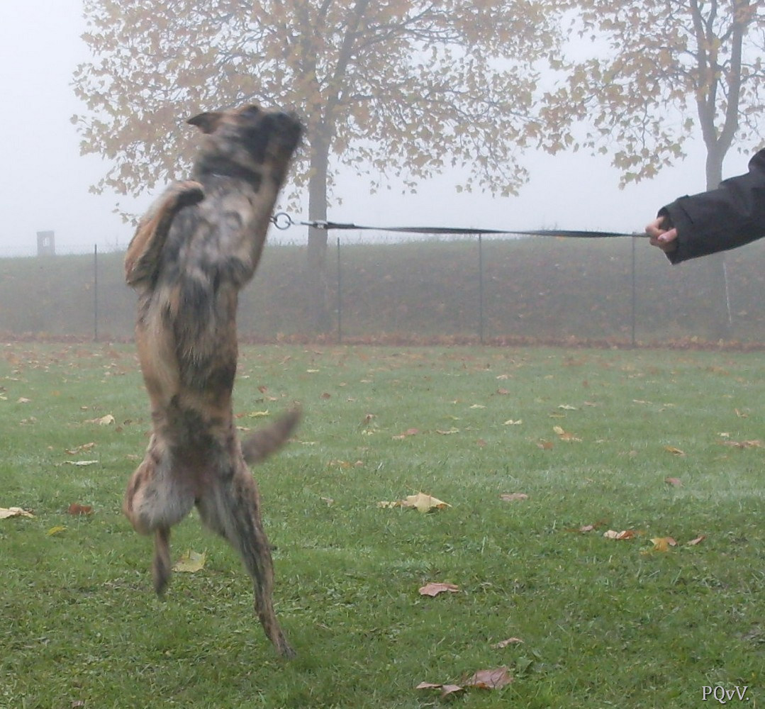  Guanash of Halloween